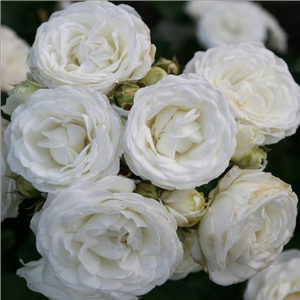 Rosa Schneeküsschen ® - bela - Mini - pritlikave vrtnice   